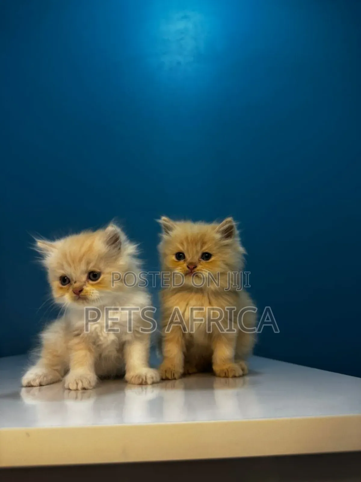 1-3 months Male Purebred Persian