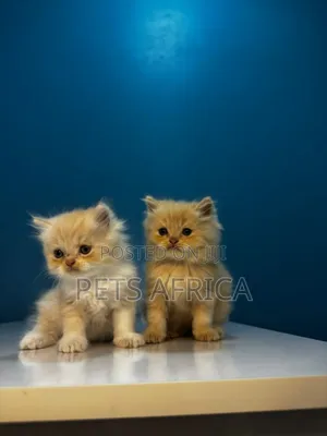 1-3 months Male Purebred Persian