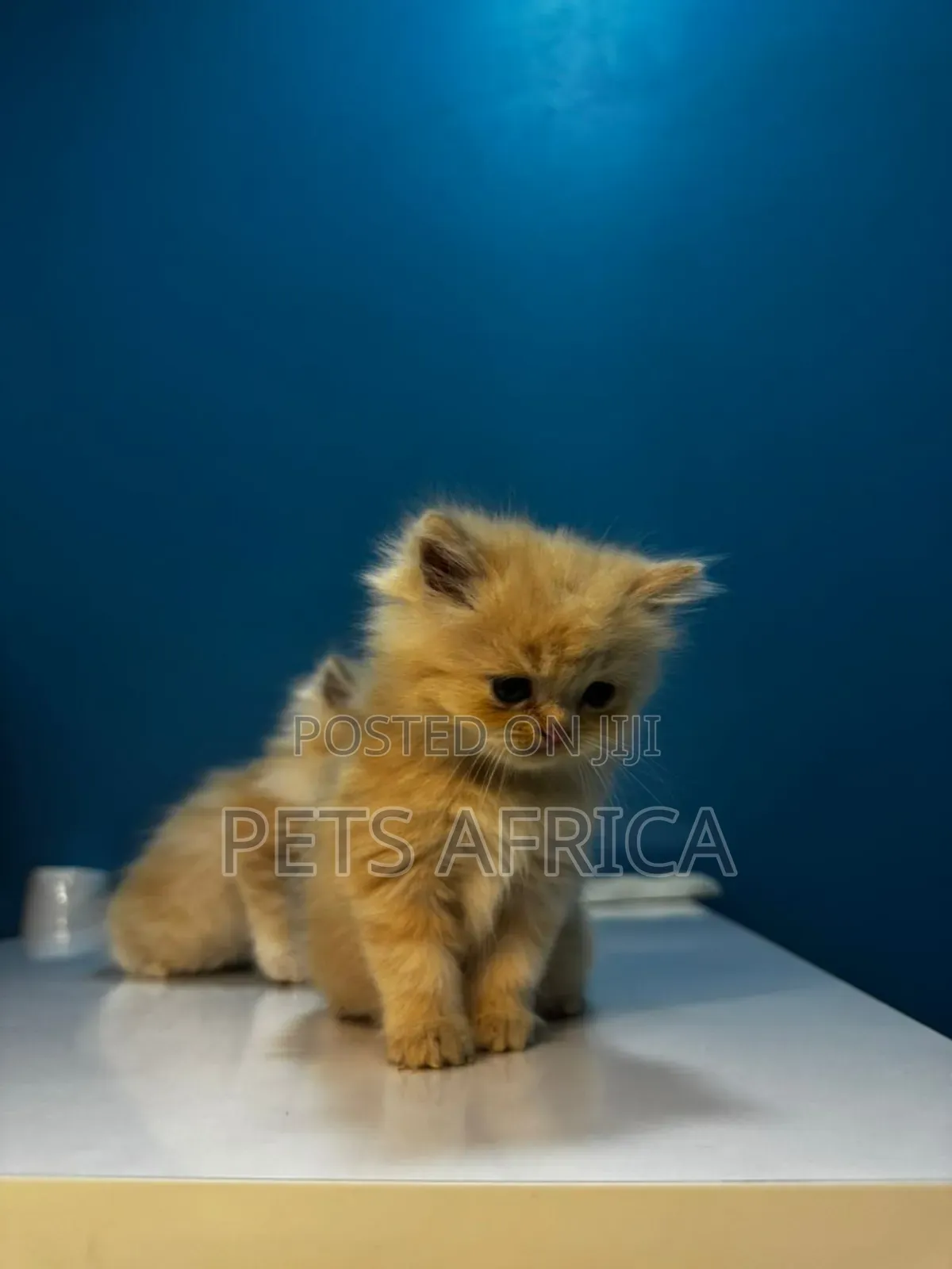 1-3 months Male Purebred Persian