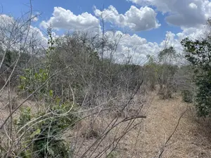 Shamba Linauzwa Ludiga Hekari 80