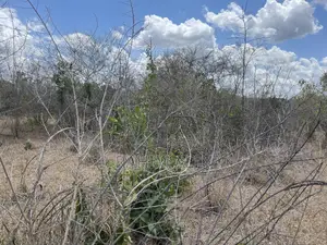 Shamba Linauzwa Ludiga Hekari 80