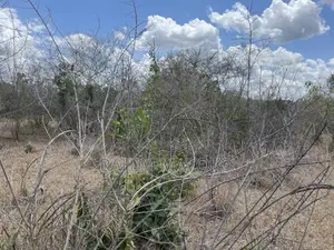 Shamba Linauzwa Ludiga Hekari 80