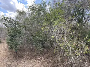 Shamba Linauzwa Ludiga Hekari 80