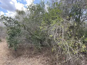 Shamba Linauzwa Ludiga Hekari 80