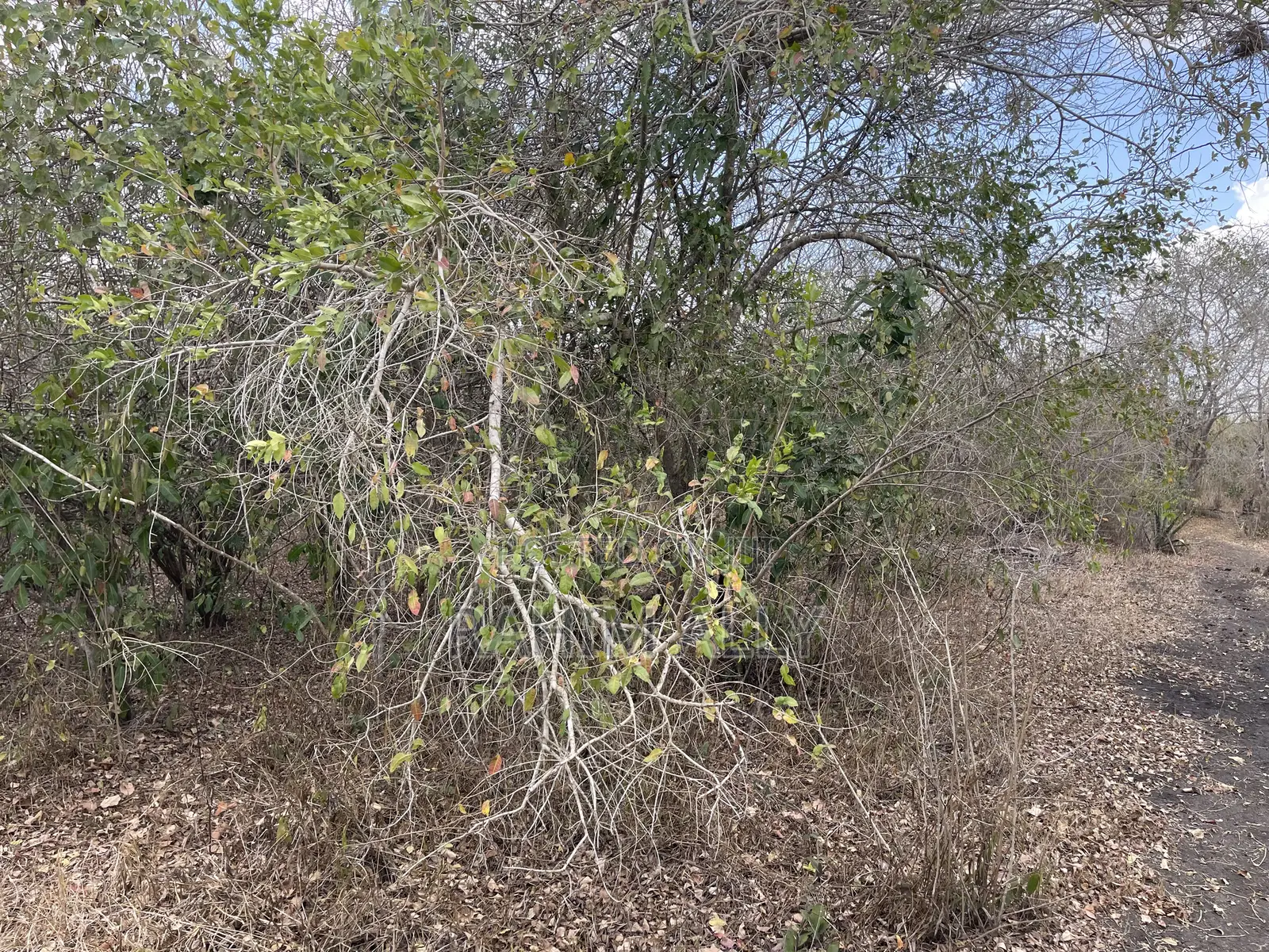 Shamba Linauzwa Ludiga Hekari 80