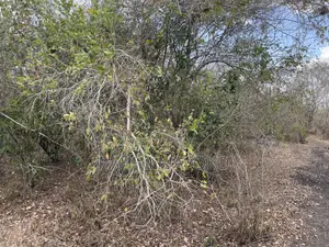 Shamba Linauzwa Ludiga Hekari 80