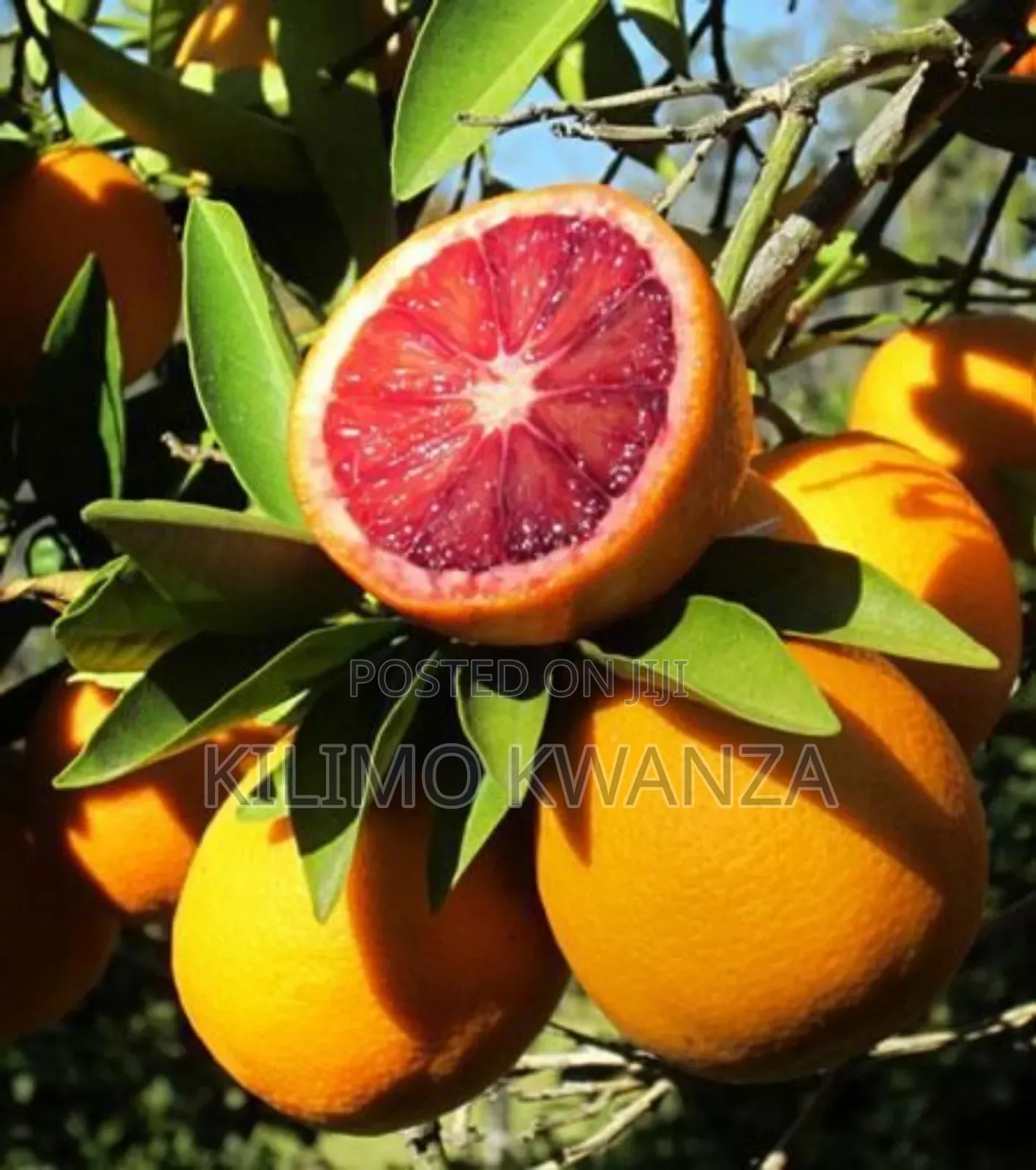 Miche Ya Blood Orange
