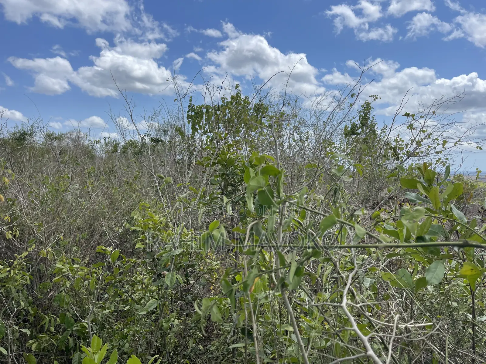 Shamba Linauzwa