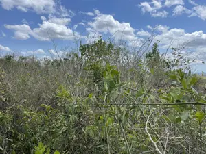 Shamba Linauzwa