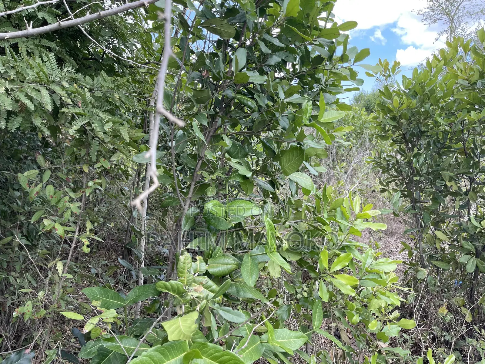 Shamba Linauzwa
