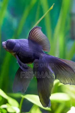 Telescope Fish