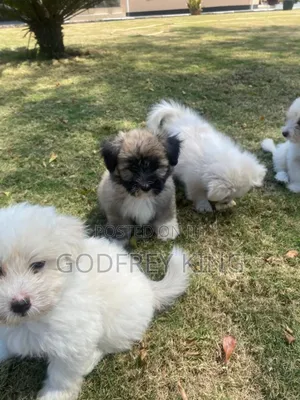 1-3 months Female Purebred Maltese