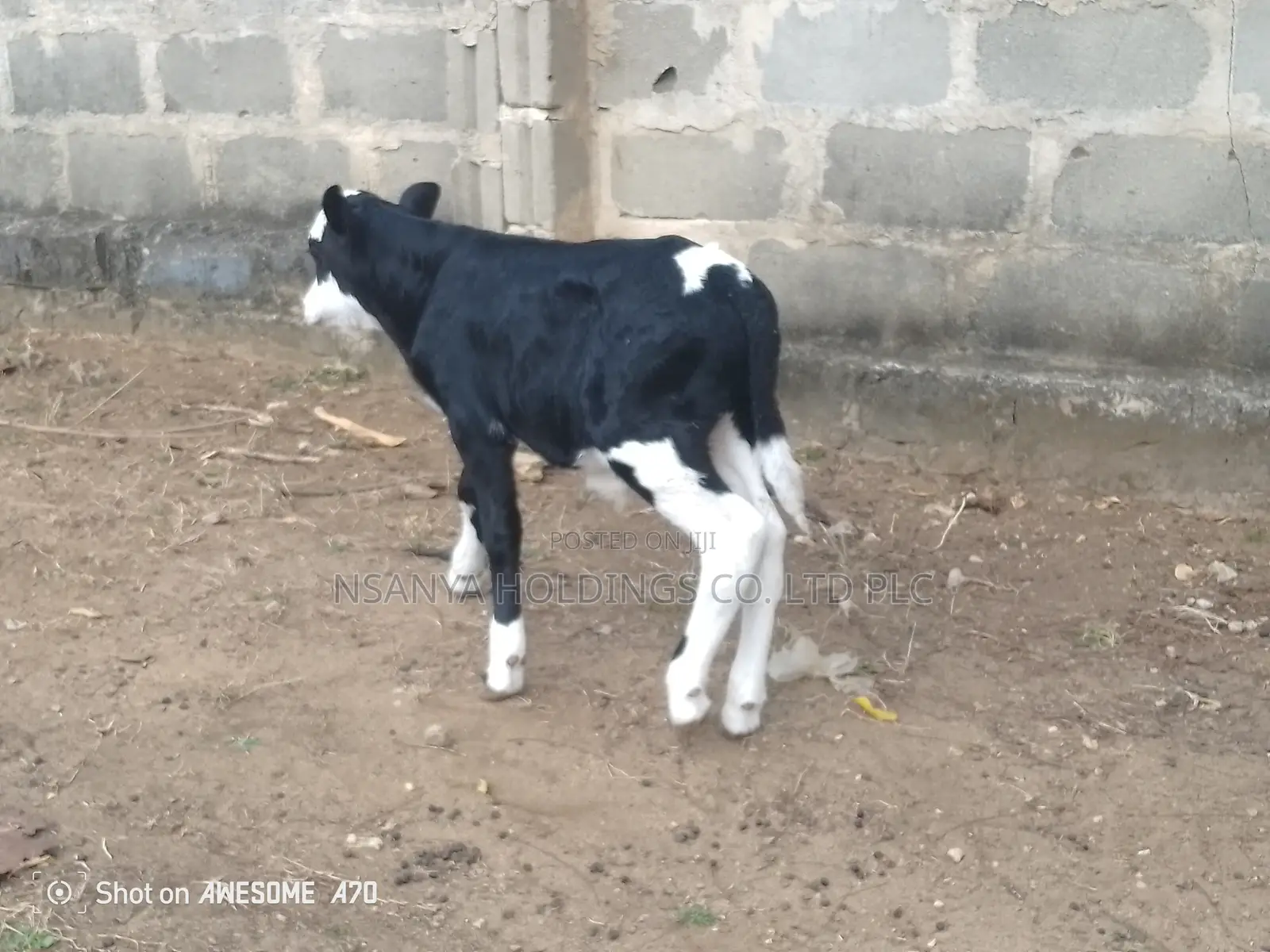 Ngombe Wa Kisasa Wa Maziwa Mbegu Kubwa Anauzwa Pamoja Ndama Wake Dume