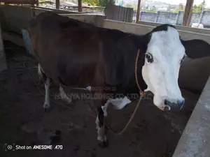 Ngombe Wa Kisasa Wa Mbegu Akizaa Atauzwa Pamoja Na Ndama Wake
