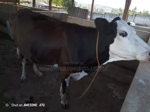 Ngombe Wa Kisasa Wa Mbegu Akizaa Atauzwa Pamoja Na Ndama Wake