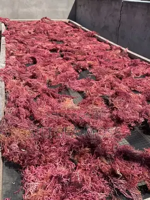 Purple Sea Moss From Tanzania