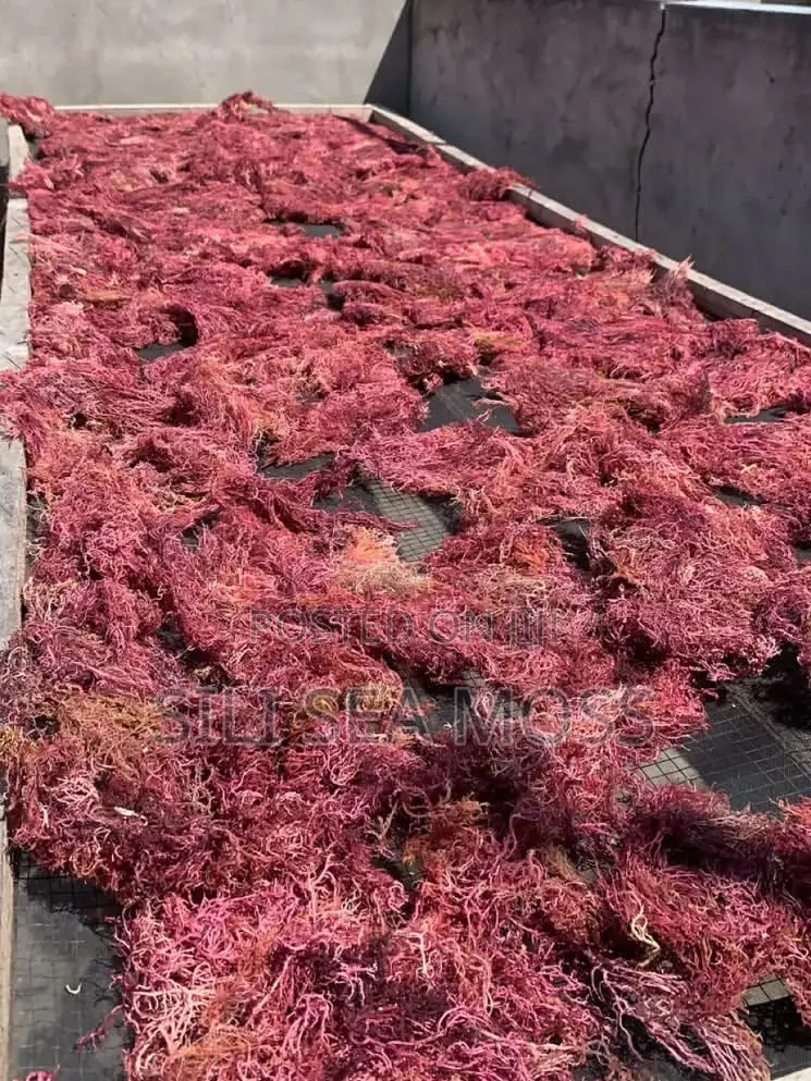 Purple Sea Moss From Tanzania