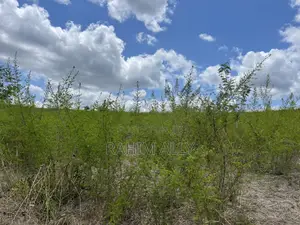 Shamba Linauzwa Kiwangwa Eka 170