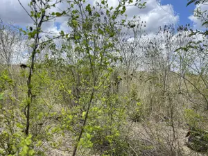 Shamba Linauzwa Kiwangwa Eka 170