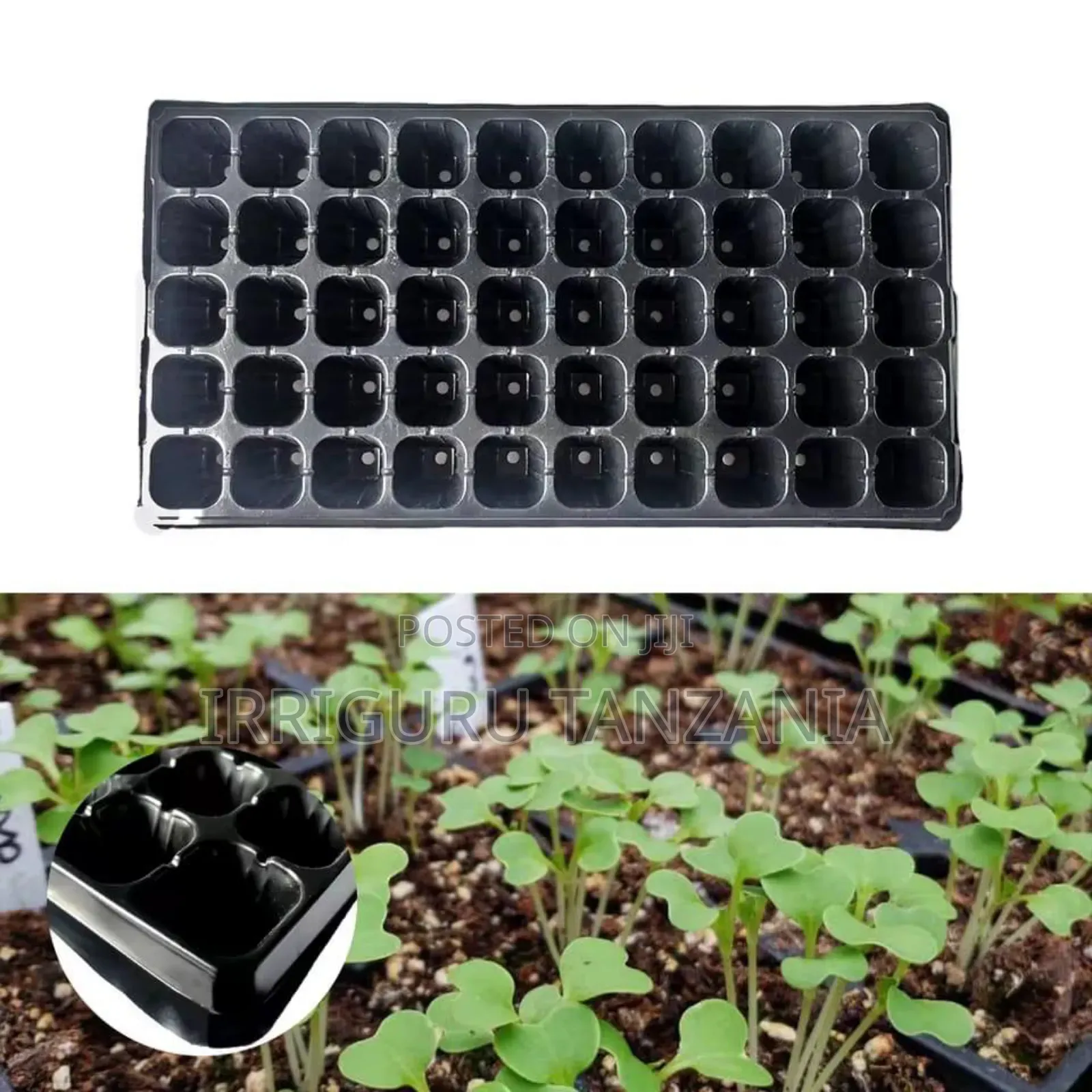 Seed Trays