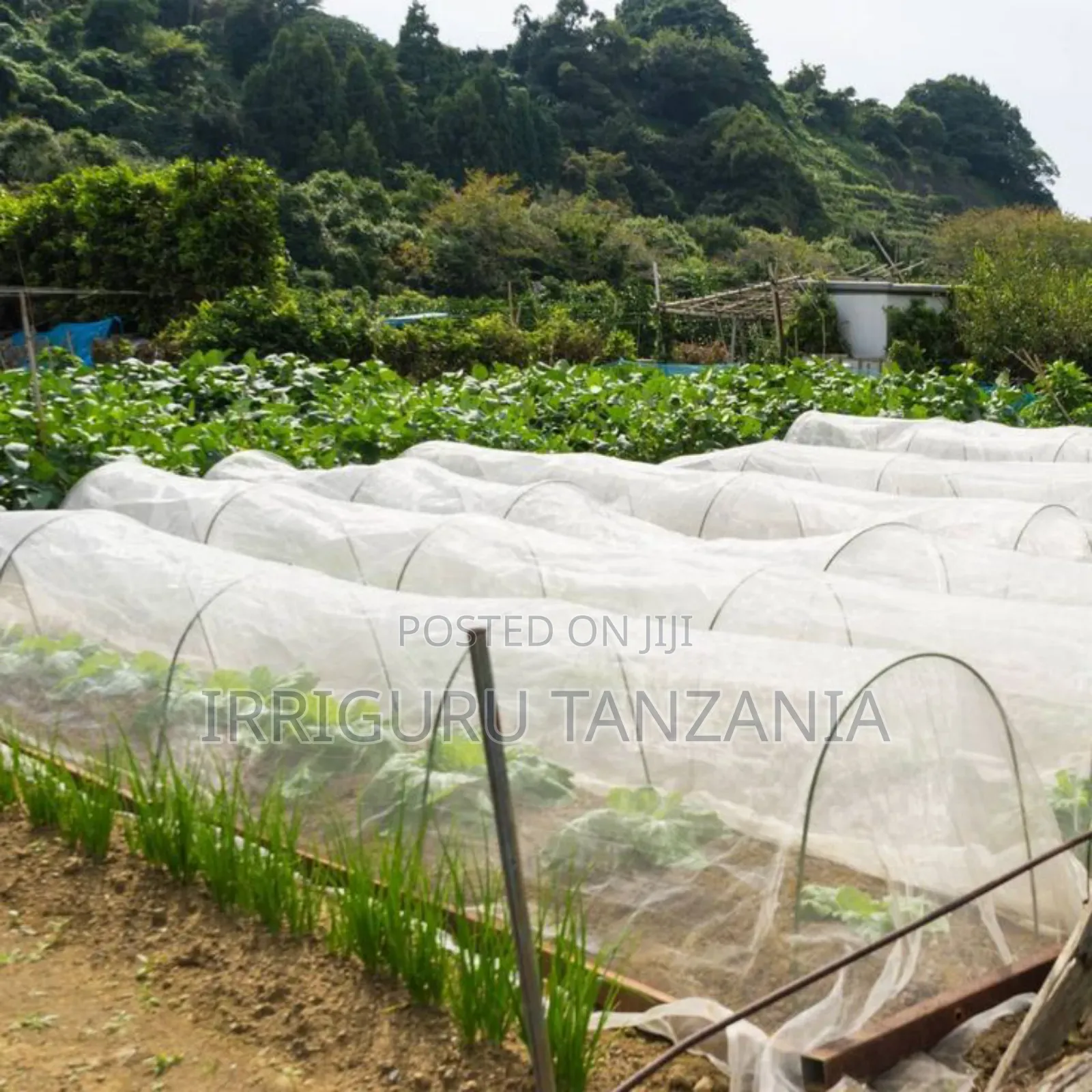 Insect Net