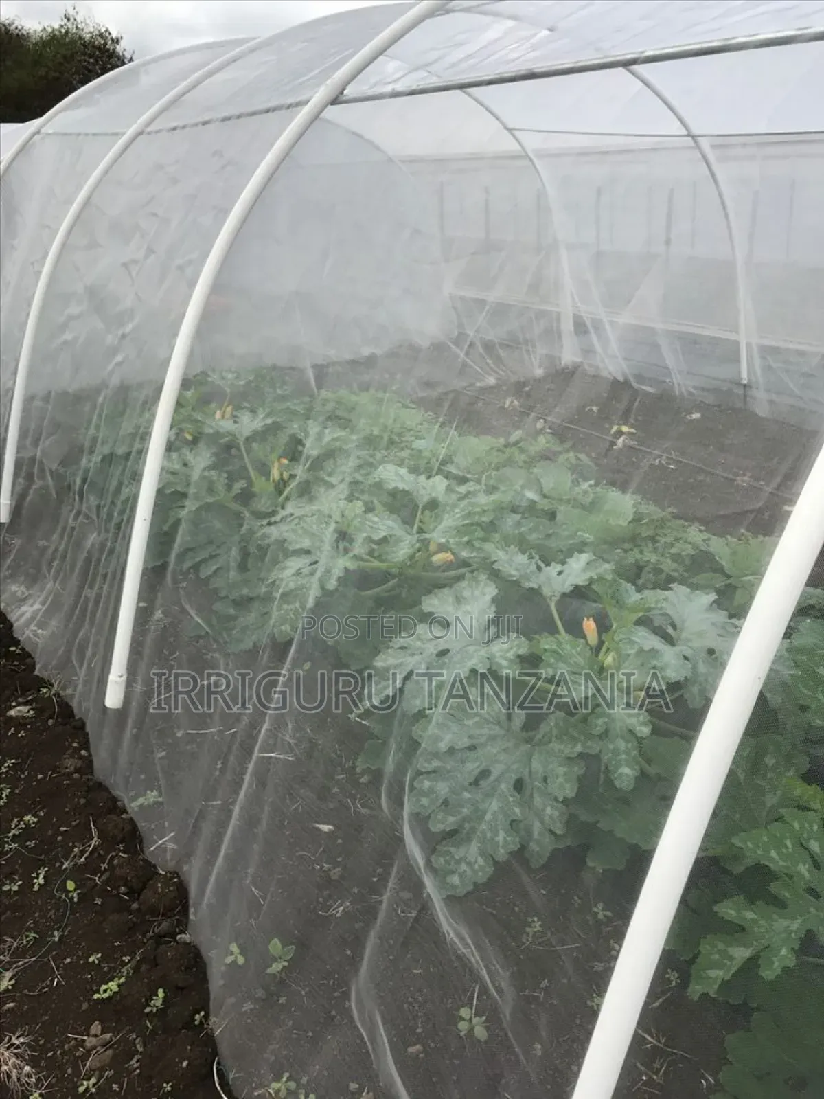 Insect Net
