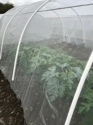 Insect Net