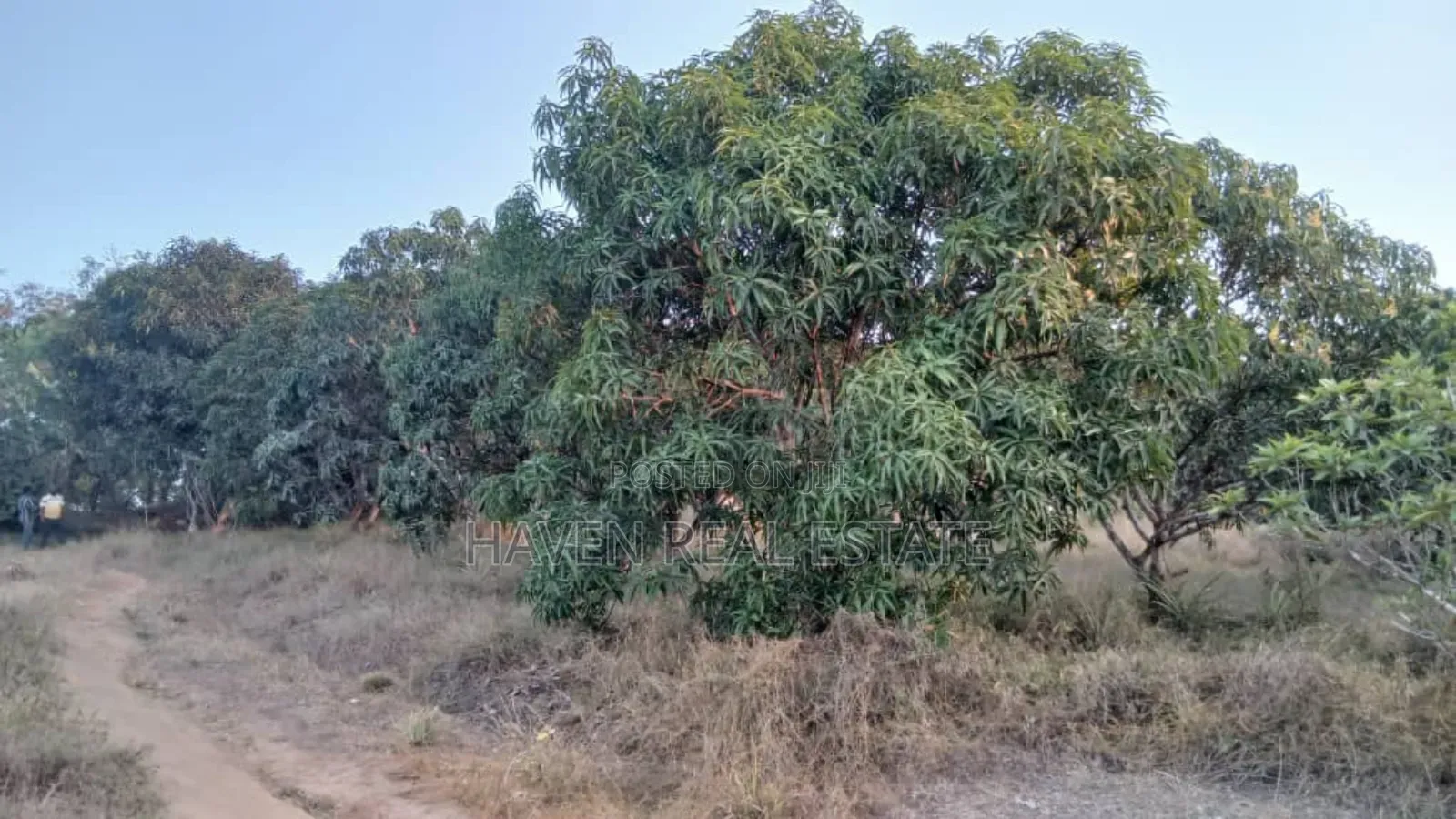 1acre Na Miembe Linauzwa Kongowe