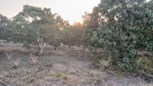 1acre Na Miembe Linauzwa Kongowe