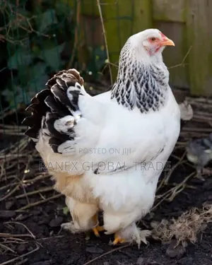 Brahma Chicken