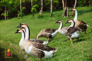 African Goose