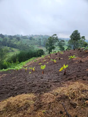 Shamba Linauzwa Eka 7 Katumba Tukuyu, Rungwe. Lina Mazao