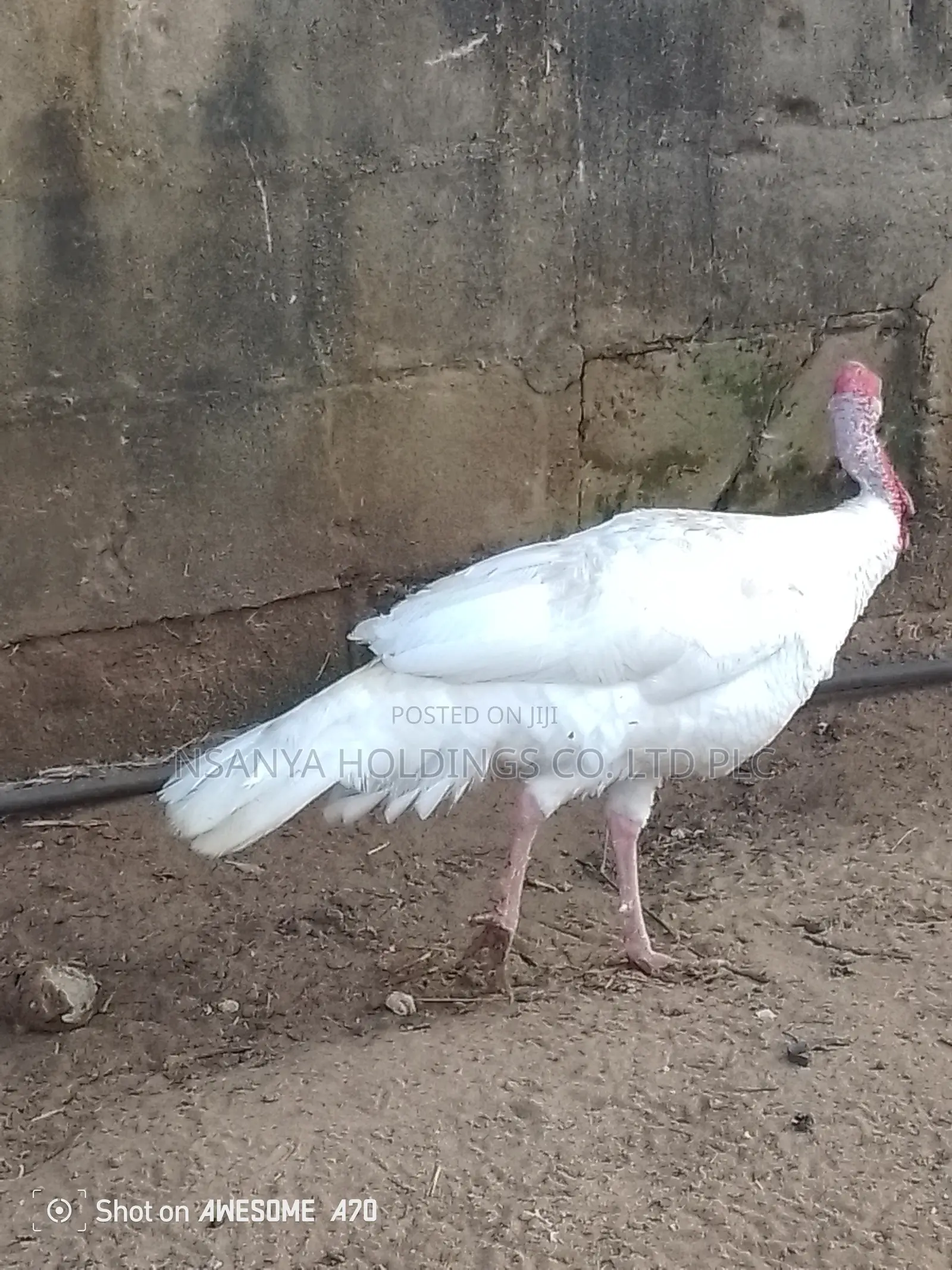 Bata Mzinga Dume Anauzwa