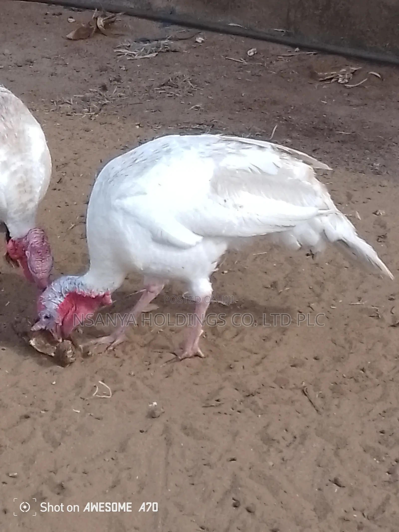 Bata Mzinga Dume Anauzwa