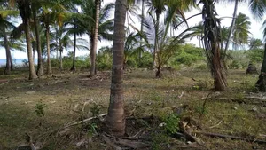 Beach Plot Ya Ekari 40 Inauzwa Mkwaja - Pangani, Tanga