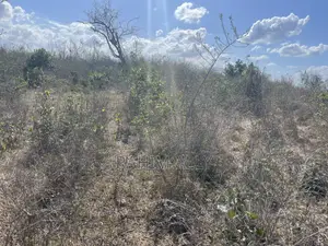 Shamba Linauzwa Kiwangwa Bago