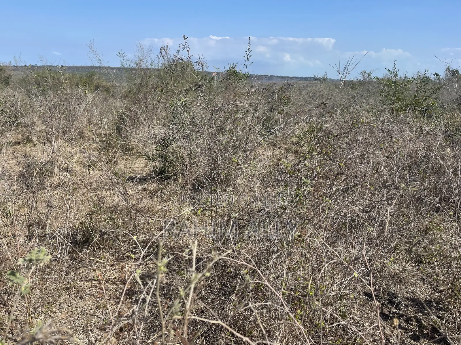 Shamba Linauzwa Kiwangwa Bago