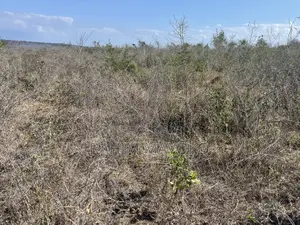 Shamba Linauzwa Kiwangwa Bago
