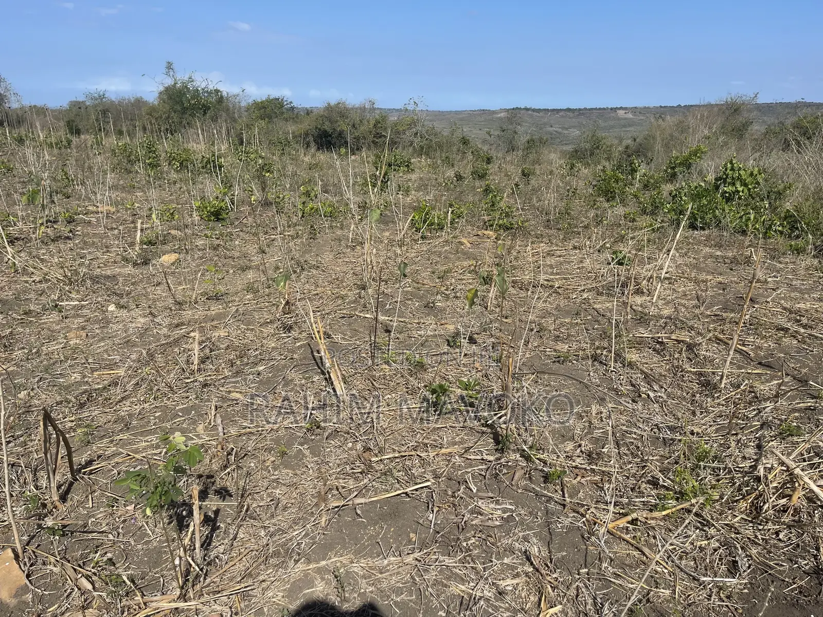 Shamba Linauzwa Kiwangwa Bago
