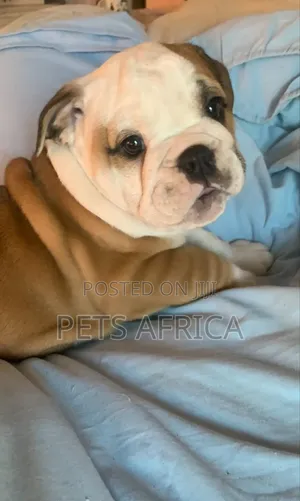 1-3 months Male Purebred Bulldog