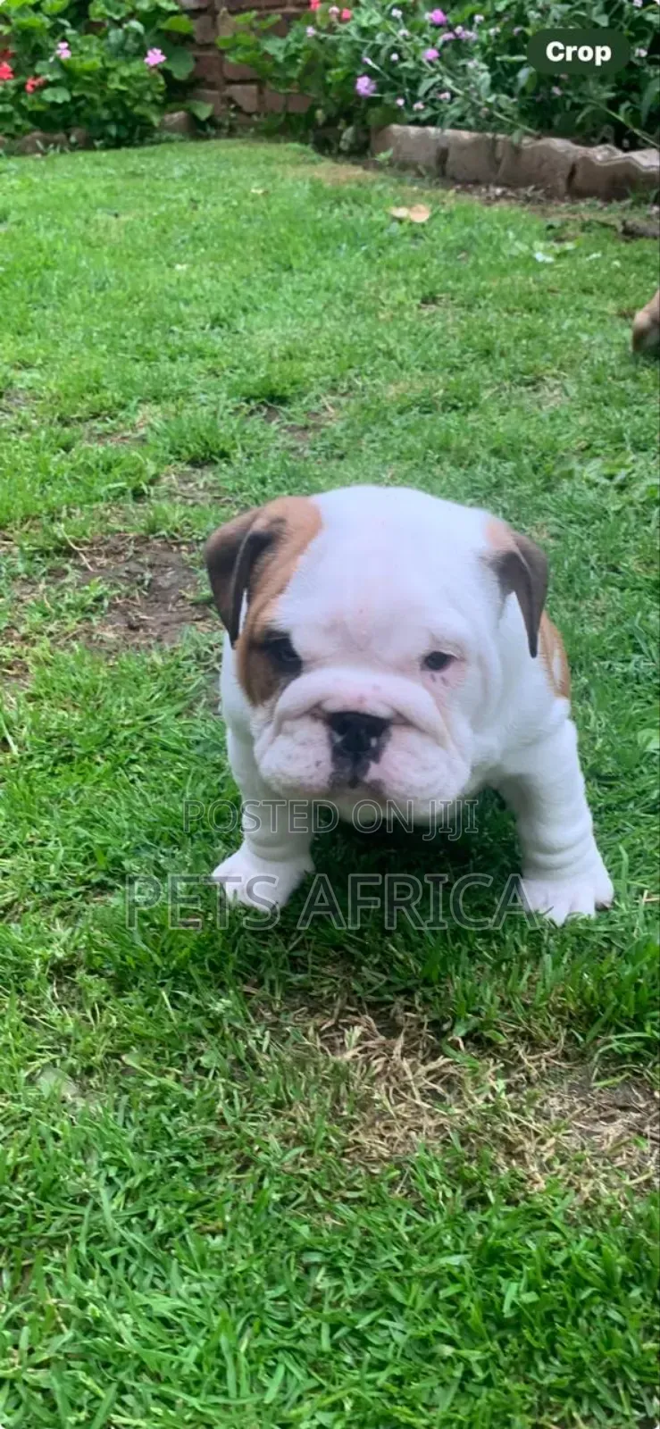 1-3 months Male Purebred Bulldog