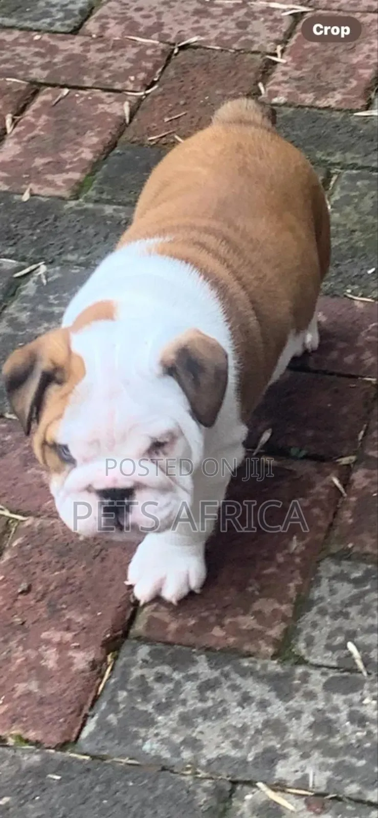 1-3 months Male Purebred Bulldog
