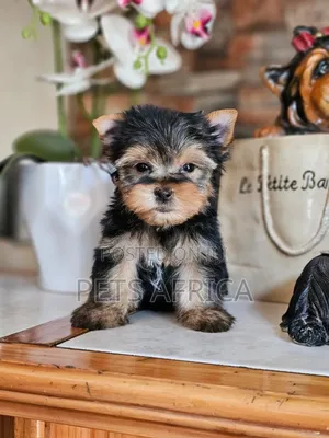 1-3 months Male Purebred Yorkshire Terrier