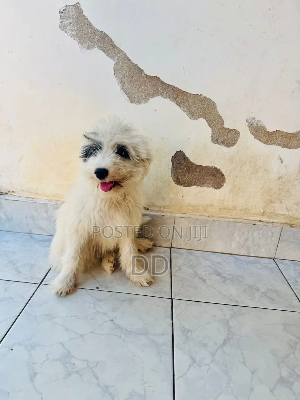 0-1 month Male Purebred Maltese Shih Tzu