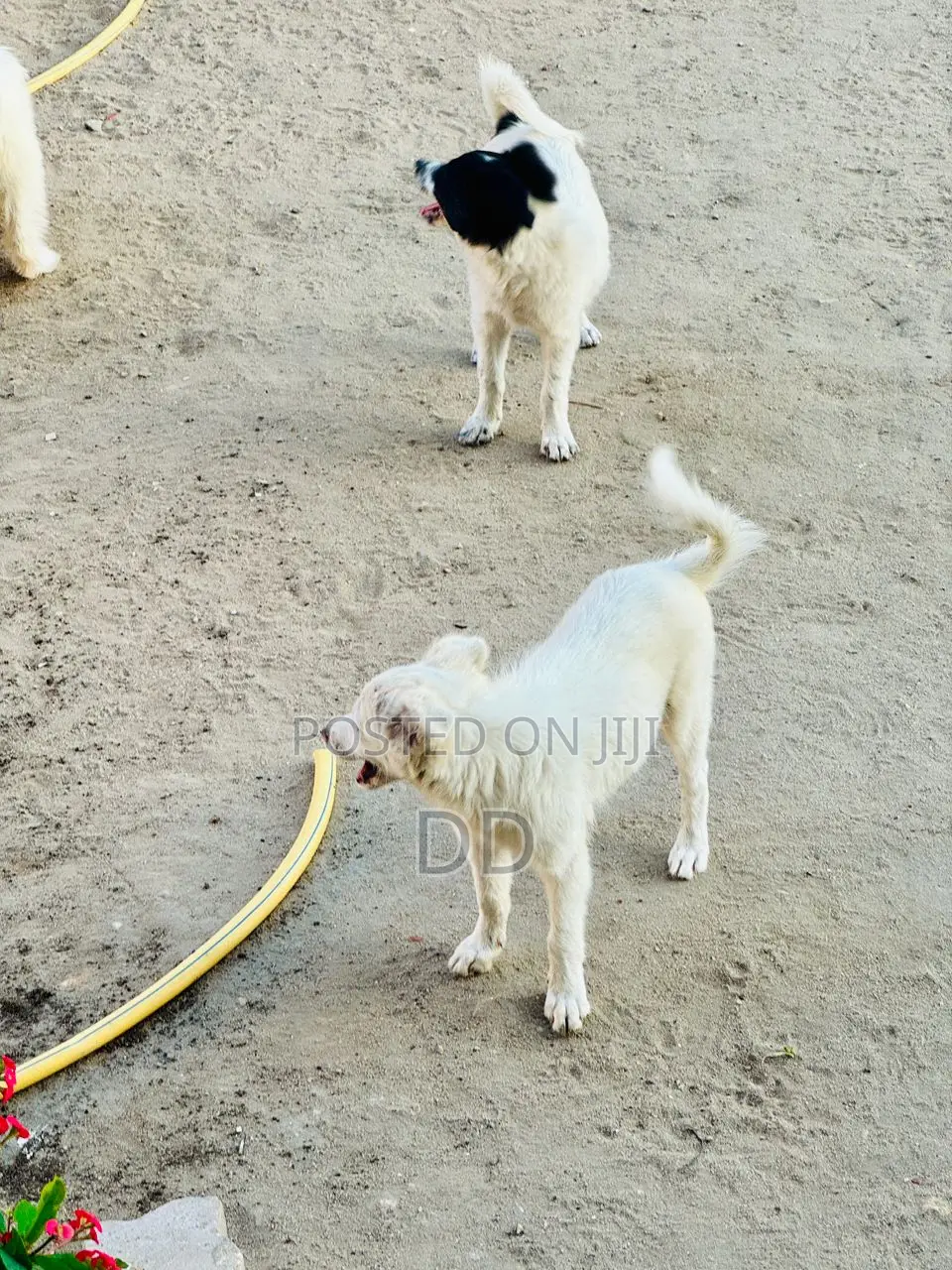 0-1 month Male Purebred Maltese Shih Tzu
