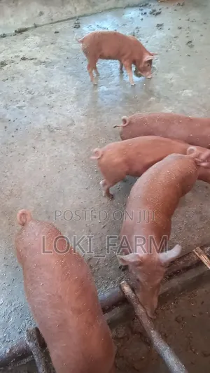 Duroc Piglet
