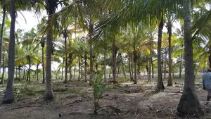 40 Acres of Beach Plot for Sale Mkwaja Pangani Tanga.