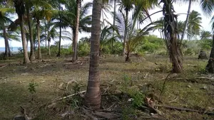 40 Acres of Beach Plot for Sale Mkwaja Pangani Tanga.
