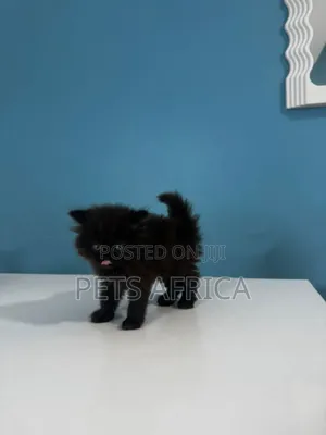 1-3 months Male Purebred Persian