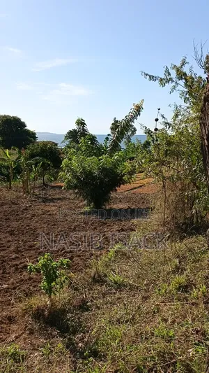 Plot for Sale 116,9 Squsre Meter Bwiru